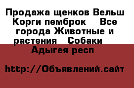 Продажа щенков Вельш Корги пемброк  - Все города Животные и растения » Собаки   . Адыгея респ.